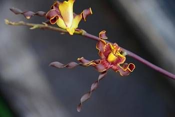 Фото 33